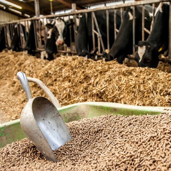 Animal Nutrition