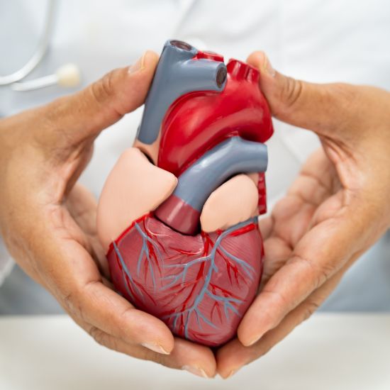 Cardiovascular Health Maintenance