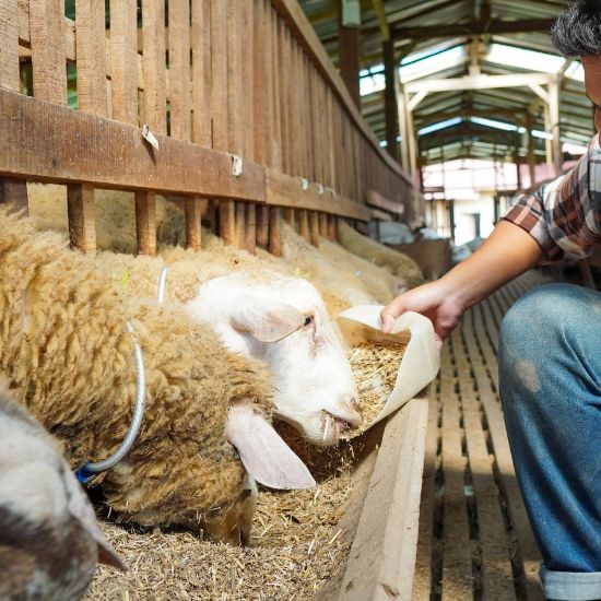 Feed Nutrition and Absorption
