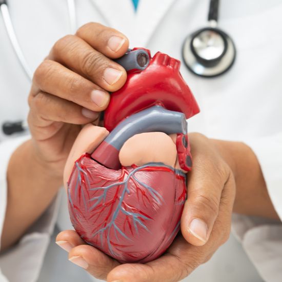 Heart and Cardiovascular Health