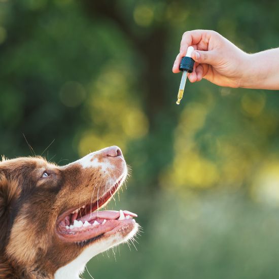 Pet Care