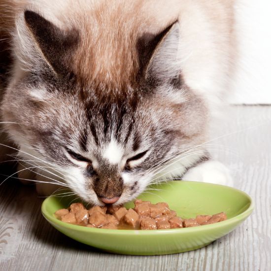 Pet Food and Supplements B