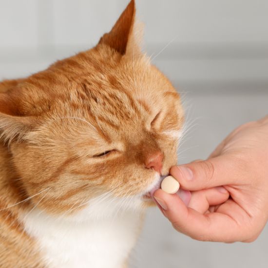 Pet Supplements